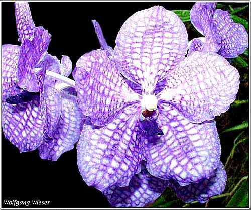 Vanda rothschildiana